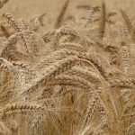 Çimlenmiş Buğday Faydaları Nelerdir?